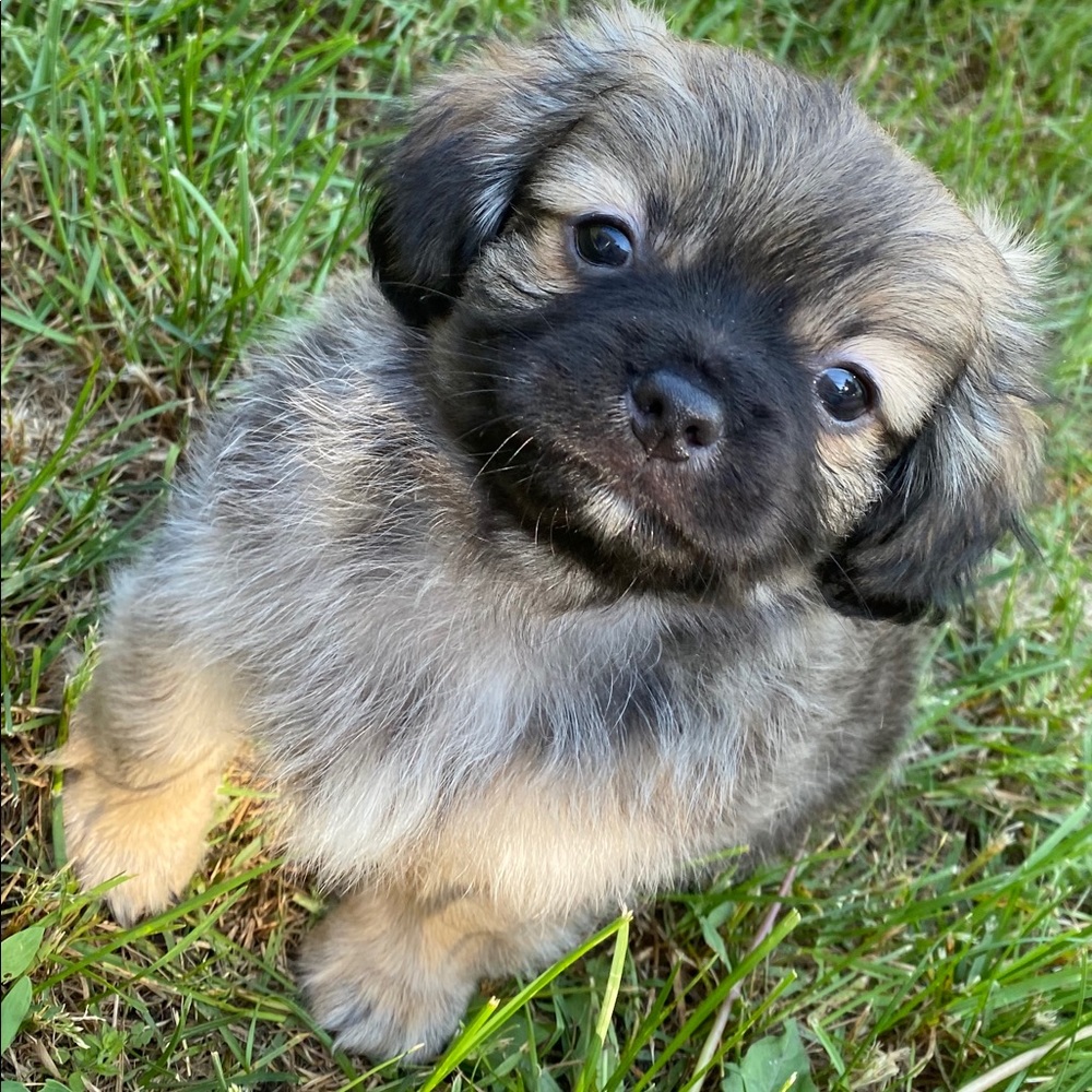 Meet your Posher, Cheyenne